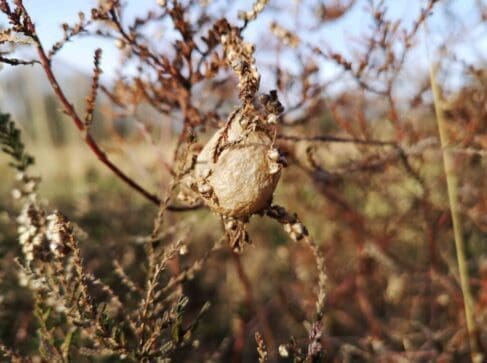 Wasp spider egg cocoon on Petersfield Heath.