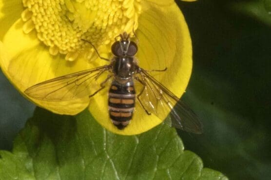 Marmalade hoverfly.