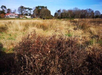 Heathland habitat on Petersfield Heath, the cocoon can be seen in the heather.