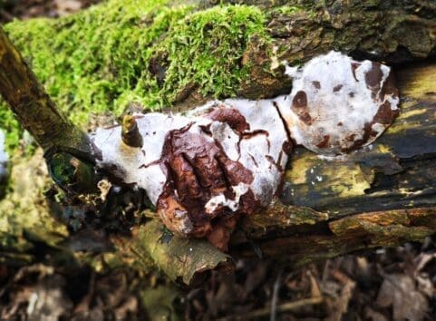 The same false-puffball now crusted and developing dark brown spores within the sporangium.