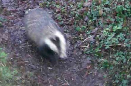 Badger in the early morning light.