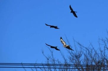 The two buzzards having been crow-bombed out of the oak tree do their best to rise above their attackers