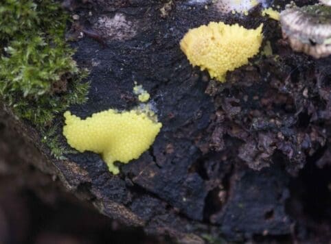 The scrambled egg slime-mould on a dead log.