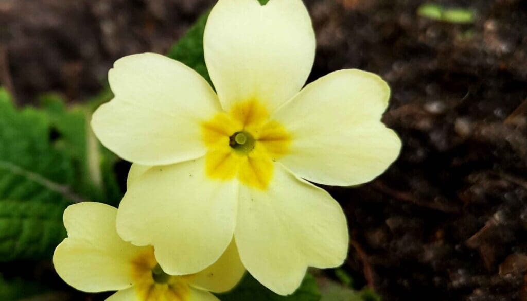 5 IMG_20220310_150513 Pin-eyed primrose EC Reduced