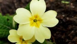 5 IMG_20220310_150513 Pin-eyed primrose EC Reduced