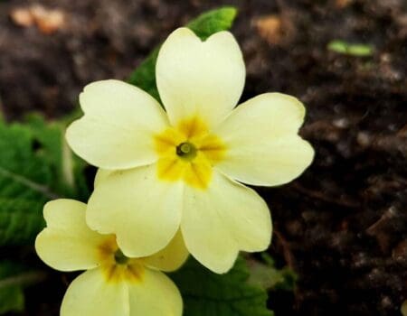 Wildlife Blog by Ron Allen – 16 March 2022