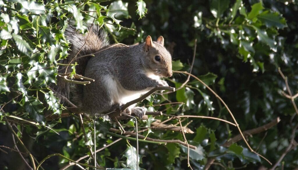 6 DSC_4566 Squ on hedge feeder EC 4Feb2022 Reduced