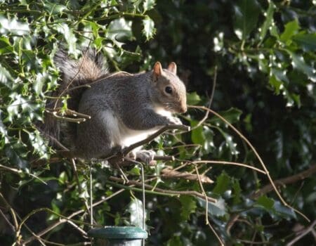 Wildlife Blog by Ron Allen – 28 February 2022