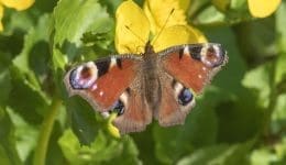 6 DSC_6105 Peacock on kingcup EC Reduced