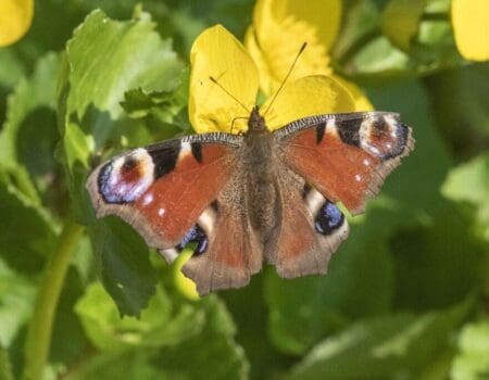 Wildlife Blog by Ron Allen – 28 March 2022