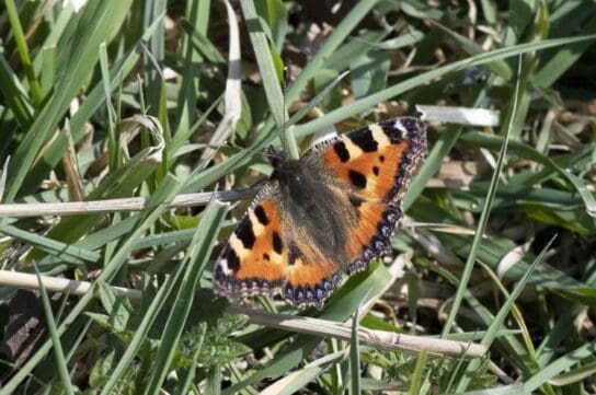 Small tortoiseshell butterfly.