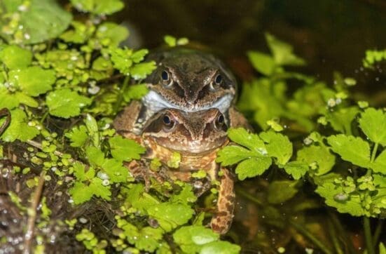 The first frogs in our garden pond.