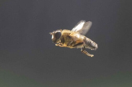 Drone hoverfly hovering in the sunshine