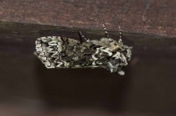 10 DSC_7624 Frosted Green (Polyploca ridens) EC