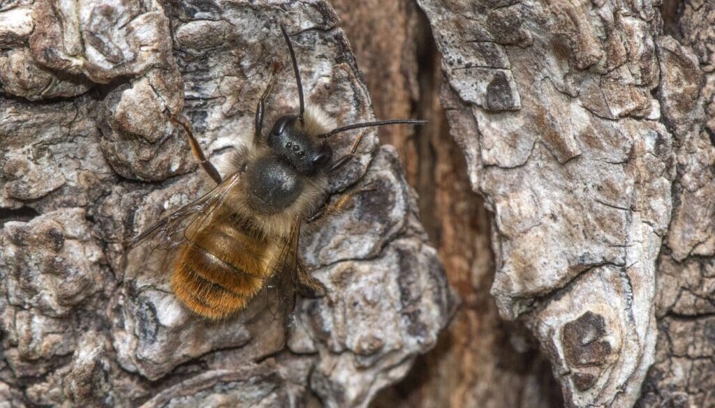 2 DSC_6925 Red mason bee
