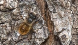 2 DSC_6925 Red mason bee