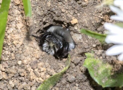 Ashy Mining Bee emerging from its mine in our back lawn.