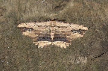 9 DSC_7332 Waved Umber (Menophra abruptaria)