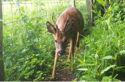  This splendid roe buck that appeared at the end of our garden.
