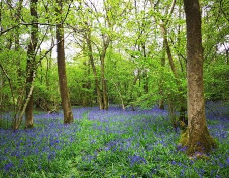 Wildlife Blog by Ron Allen – 01 May 2022