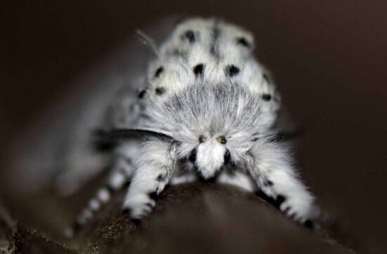 The wonderful cat-like puss moth.