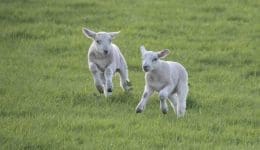 2 DSC_0216 Two lambs gamboling EC Reduced