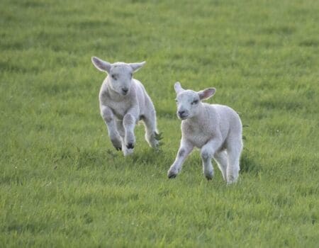 Wildlife Blog by Ron Allen – 20 May 2022