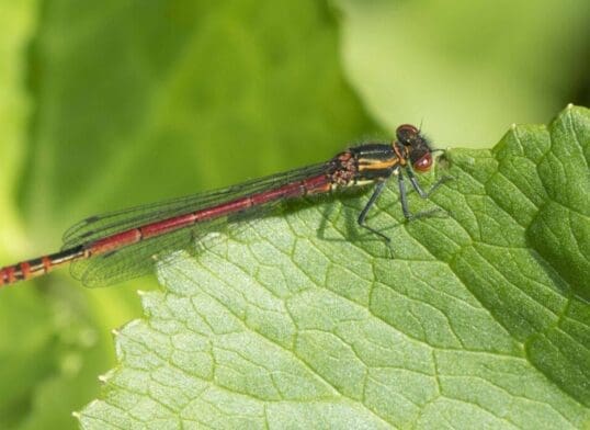  A male large red damselfly near our garden pond.