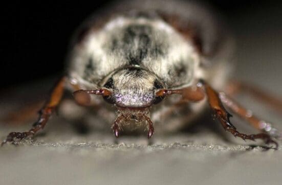 The first of the season’s cockchafer beetles attracted to our moth trap.