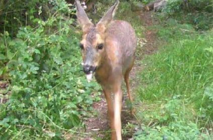 A splendid doe roe deer at the end of our garden.