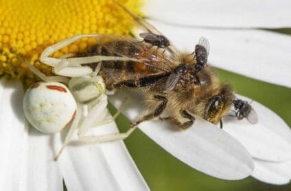 Flower crab spider that has caught a honey bee which in turn is being fed on by ‘free-loader’ flies.