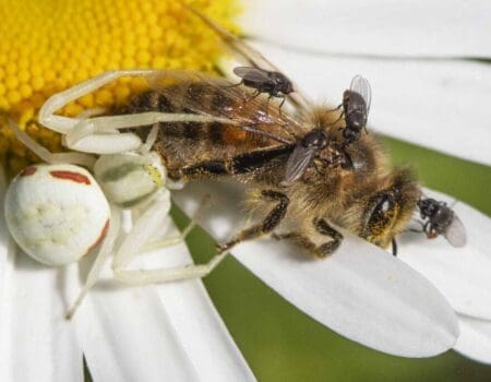 Wildlife Blog by Ron Allen – 15 June 2022