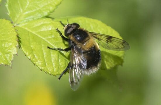 The bumble bee hoverfly Volucella bombylans.