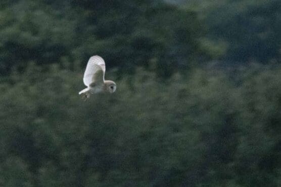 The barn owl that can be regularly seen hunting across fields in the parish.