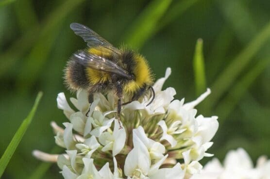 Early bumble bee on clover.