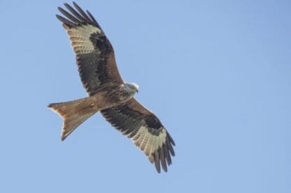 So good to see red kites so close.