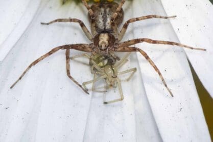 Philodromus running crab spider feeding on a very small Enoplognatha candy-striped spider.