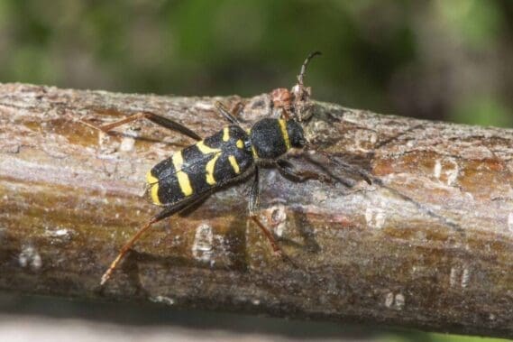 The harmless wasp mimic longhorn beetle on our bean sticks.