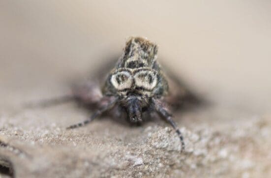 It is clear why the spectacle moth is so named.