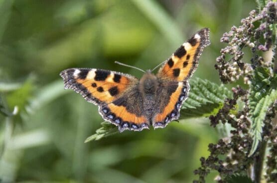 he brilliant small tortoiseshell butterfly.