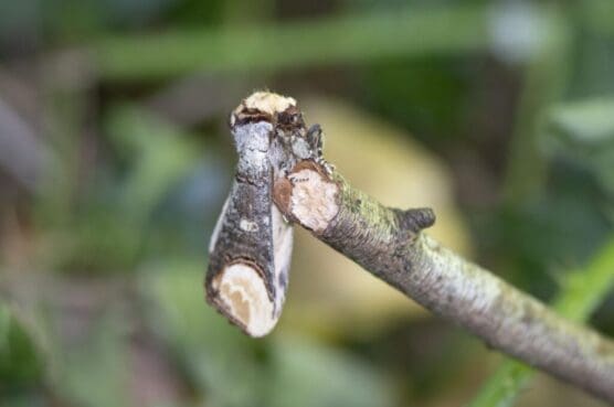 The twig-like buff-tip moth.