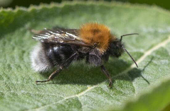 The very distinctive tree bee on the village green.