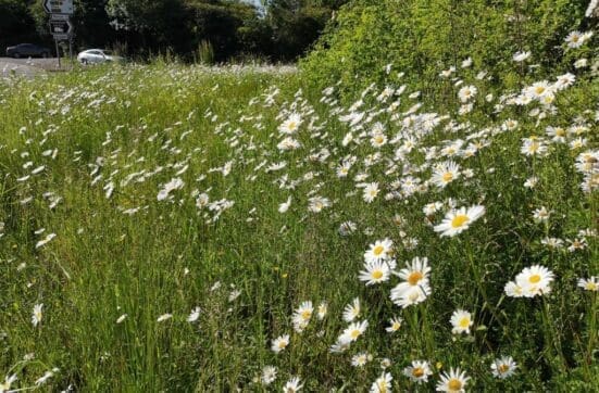 The wonderful display of oxeye daisies on the A3-Winchester Road roundabout.