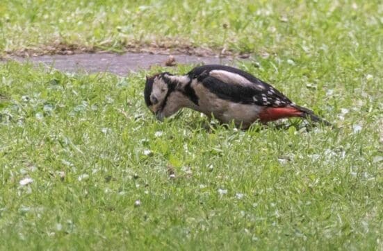  Immature great spotted woodpecker probing deep into our lawn.