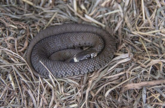 Juvenile grass snake curled under one of our wildlife refugia tins.