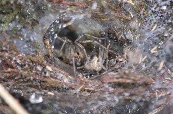 Labyrinth Spider in its funnel lair on Petersfield Heath.