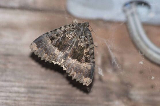 Cloak-like Old Lady moth, one of our largest UK moths.