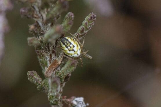  Cricket bat spider on Petersfield Heath.