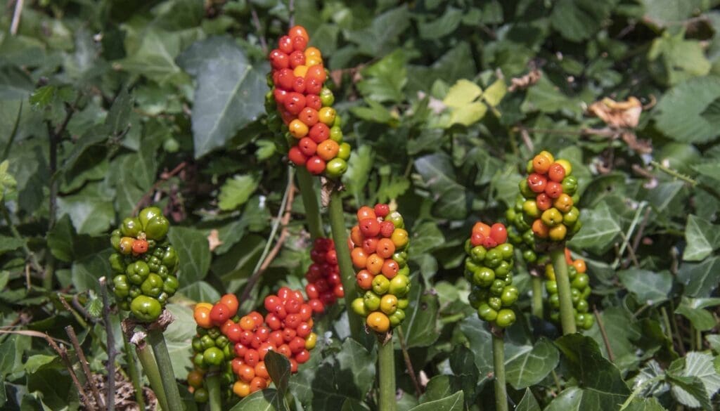 11 DSC_6122 Wild arum berries Reduced