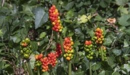 11 DSC_6122 Wild arum berries Reduced